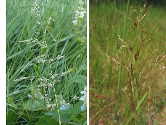 Agrostis capillaris L.