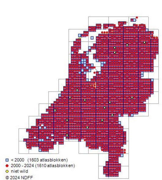Agrostis capillaris L.