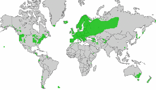 Agrostis capillaris L.