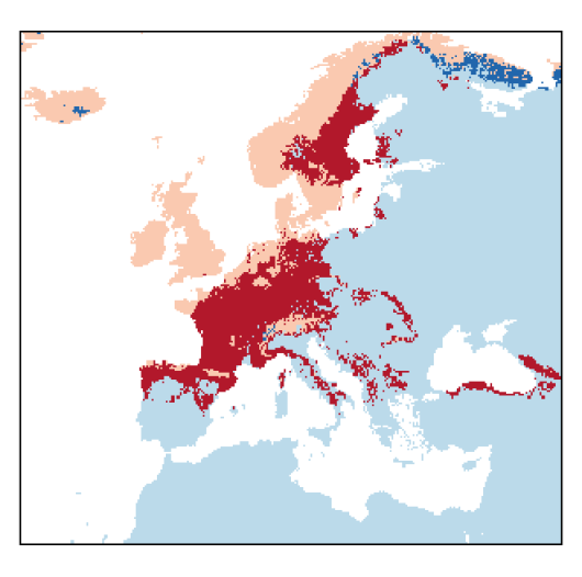 Agrostis capillaris L.