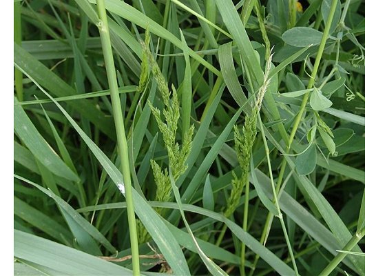 Agrostis gigantea Roth