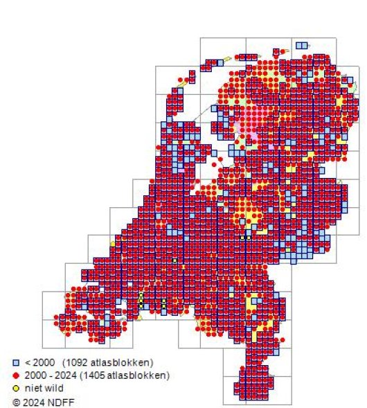 Agrostis gigantea Roth