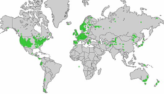Agrostis gigantea Roth