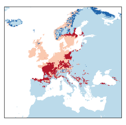 Agrostis gigantea Roth