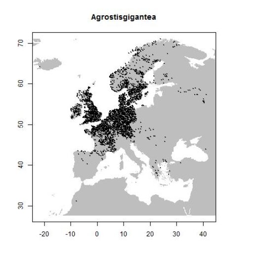 Agrostis gigantea Roth