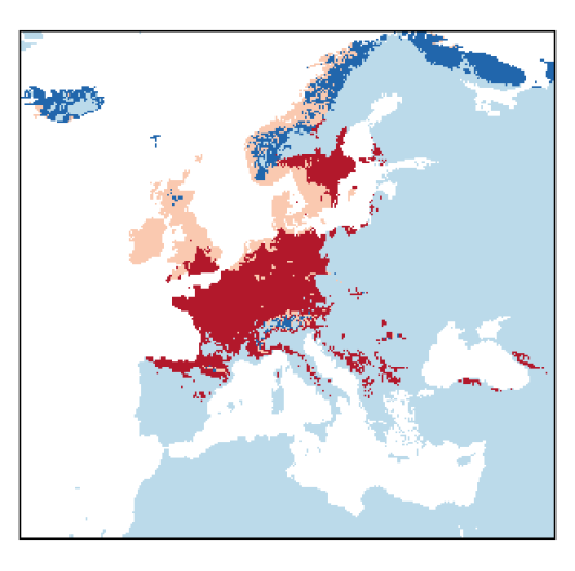 Agrostis gigantea Roth