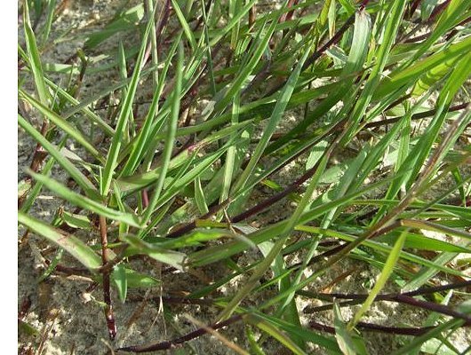 Agrostis stolonifera L.