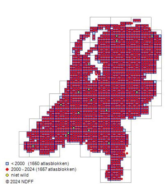 Agrostis stolonifera L.
