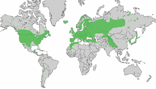 Agrostis stolonifera L.