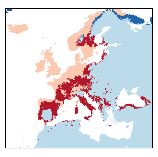 Agrostis stolonifera L.