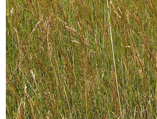 Agrostis vinealis Schreb.