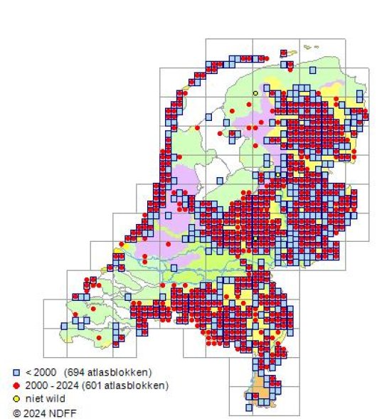 Agrostis vinealis Schreb.