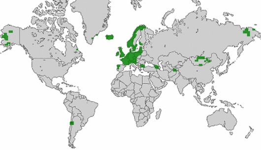 Agrostis vinealis Schreb.