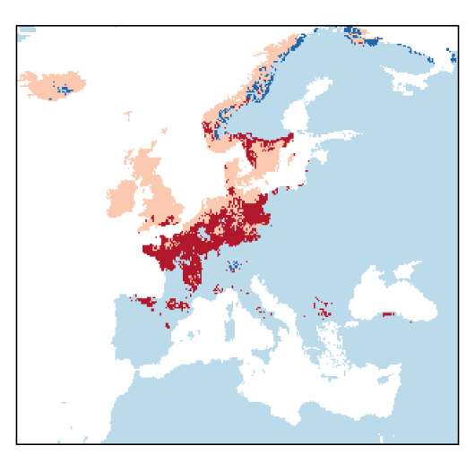 Agrostis vinealis Schreb.