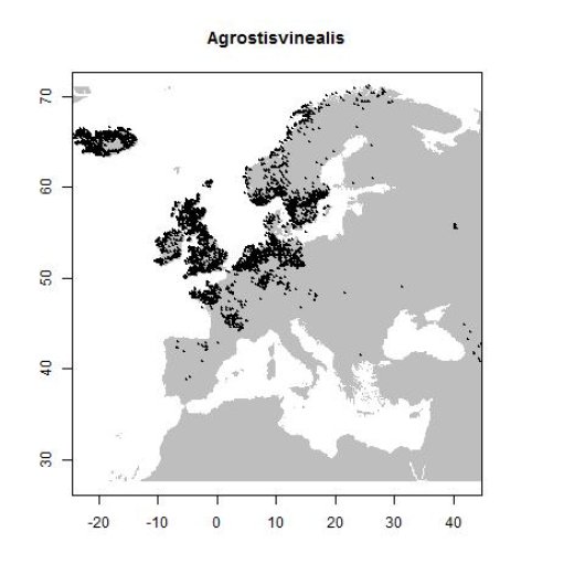 Agrostis vinealis Schreb.