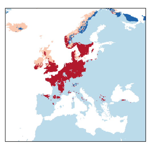 Agrostis vinealis Schreb.