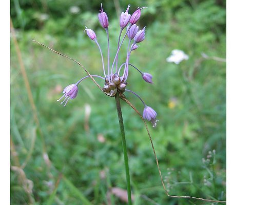 Allium carinatum L.
