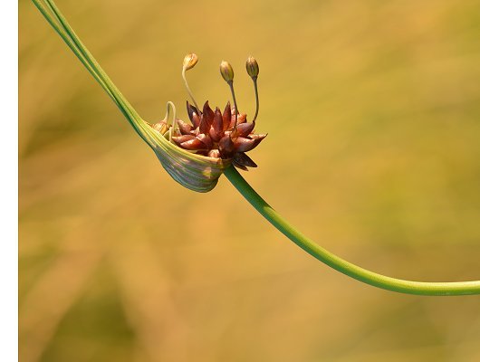 Allium oleraceum L.