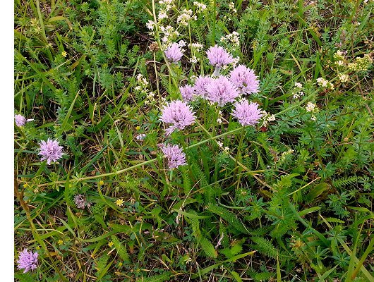 Allium schoenoprasum L.
