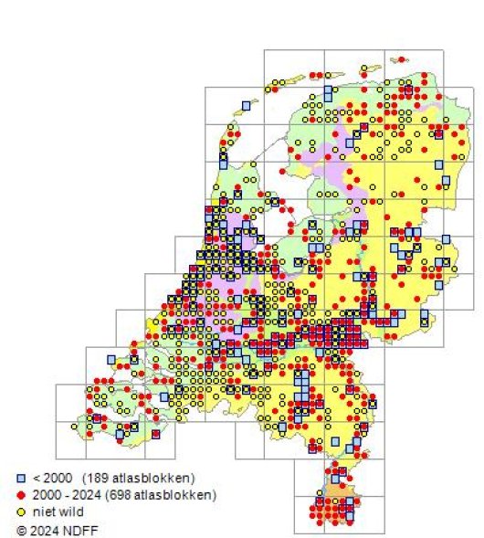 Allium schoenoprasum L.