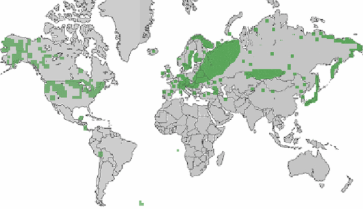 Allium schoenoprasum L.