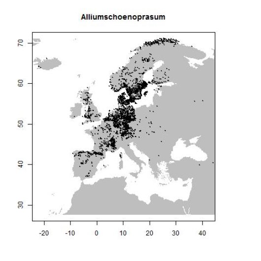 Allium schoenoprasum L.