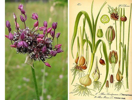 Allium scorodoprasum L.