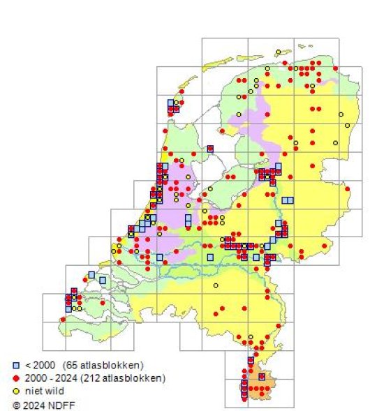 Allium scorodoprasum L.