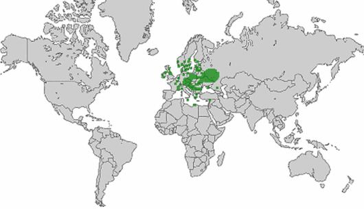 Allium scorodoprasum L.