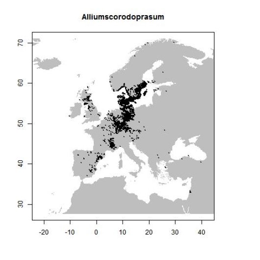 Allium scorodoprasum L.