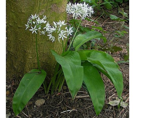 Allium ursinum L.