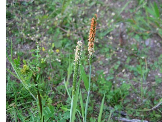 Alopecurus aequalis Sobol.