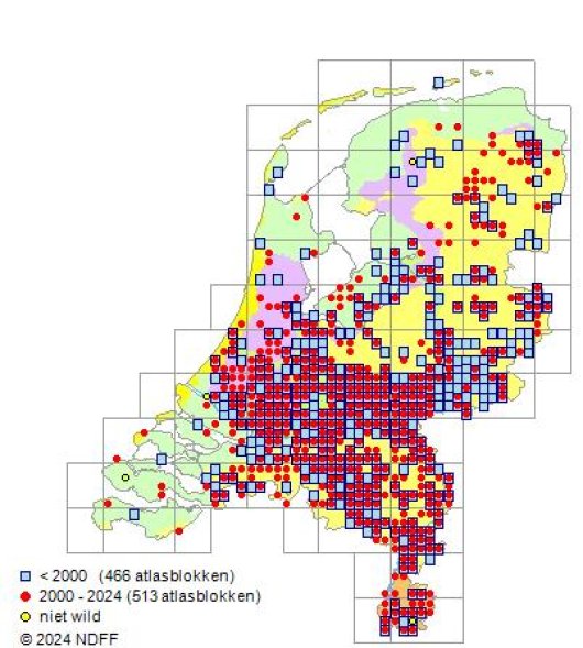 Alopecurus aequalis Sobol.