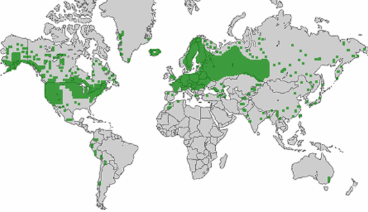 Alopecurus aequalis Sobol.