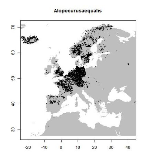 Alopecurus aequalis Sobol.