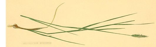 Alopecurus bulbosus Gouan