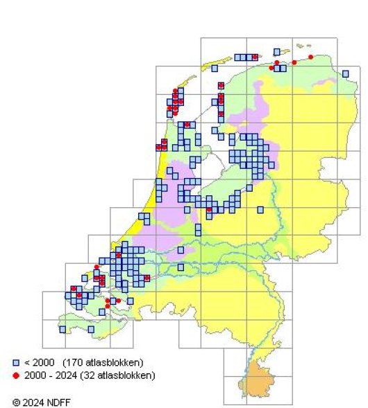 Alopecurus bulbosus Gouan