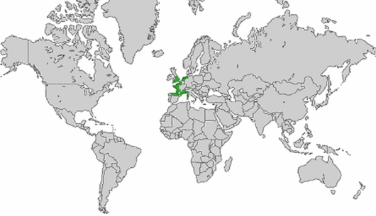 Alopecurus bulbosus Gouan