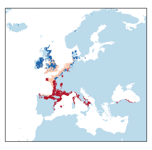 Alopecurus bulbosus Gouan