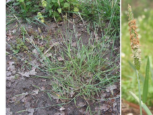 Alopecurus geniculatus L.