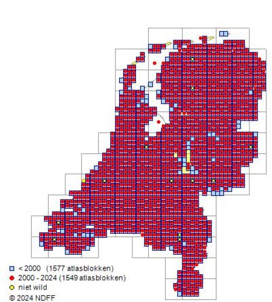 Alopecurus geniculatus L.