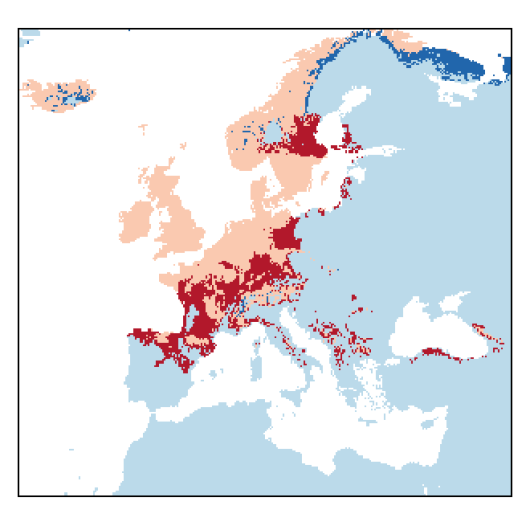 Alopecurus geniculatus L.