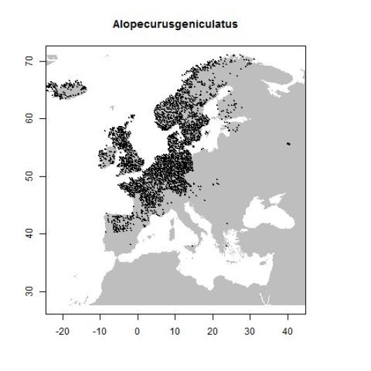 Alopecurus geniculatus L.
