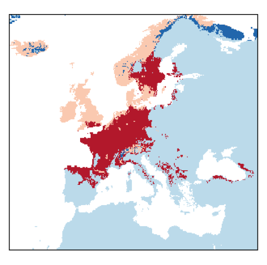 Alopecurus geniculatus L.