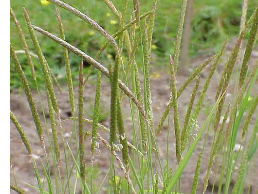 Alopecurus myosuroides Huds.