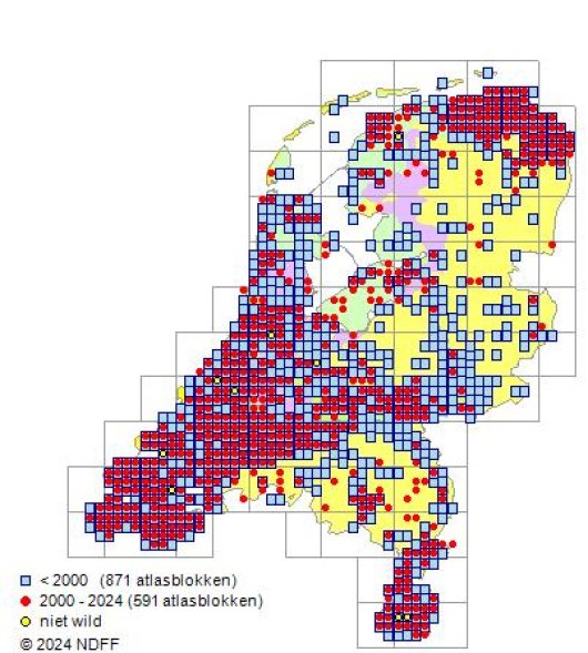 Alopecurus myosuroides Huds.