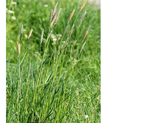 Alopecurus pratensis L.