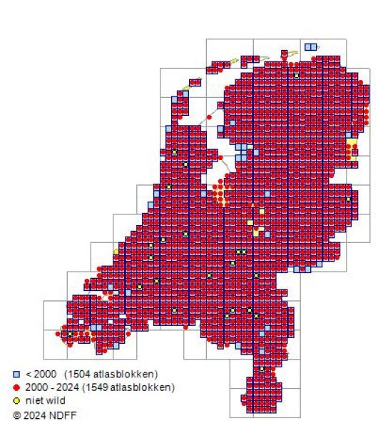 Alopecurus pratensis L.