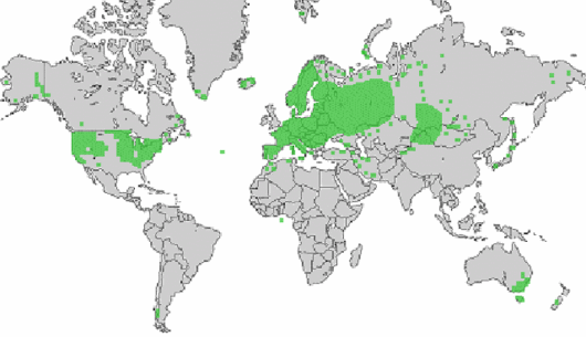 Alopecurus pratensis L.