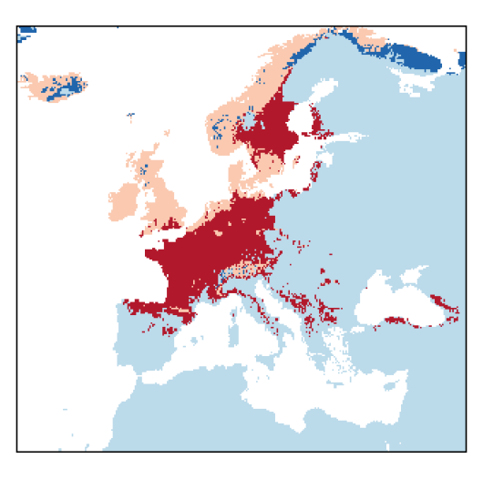 Alopecurus pratensis L.